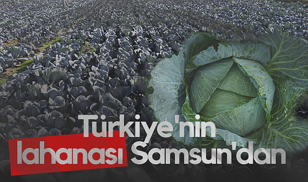 Türkiye’nin Lahana Üretim Üssü: Samsun