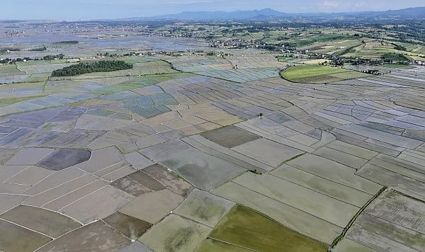 Alaçam’da 23 Bin 800 Dekar Alanda Çeltik Ekimi Yapılıyor