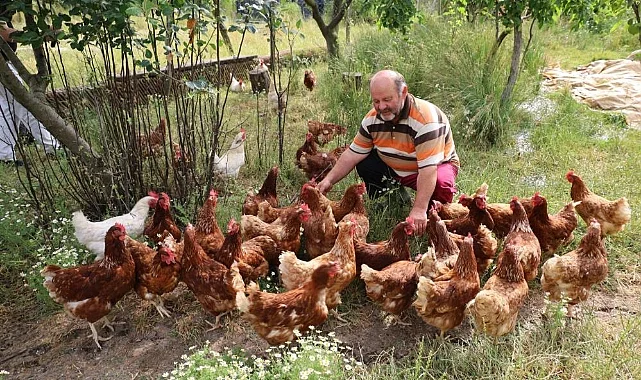 Alaçam’da Doğal Yaşamın Adresi: Gezen Tavuktan Dalından Çileğe