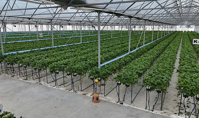 Bafra’da 1500 Kişiye İstihdam Sağlayacak Sera OSB Kuruluyor