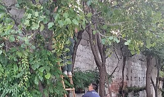 Bafra'da Yaşlı Kadın Ağaçtan Düştü: Hastaneye Kaldırıldı