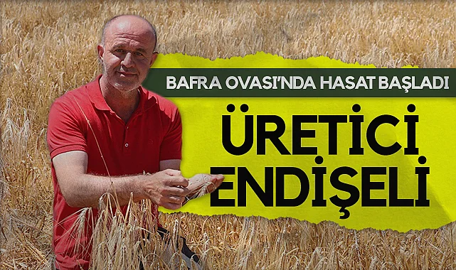 Bafra Ovası’nda Hasat Başladı, Üretici Endişeli