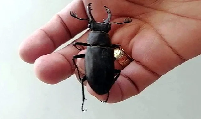 Geyik Böceğine Zarar Verenlere 557 Bin TL Ceza