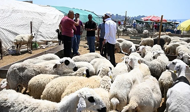 Küçükbaş Kurbanlıkta Yüzde 40’lık Fiyat Gerilemesi