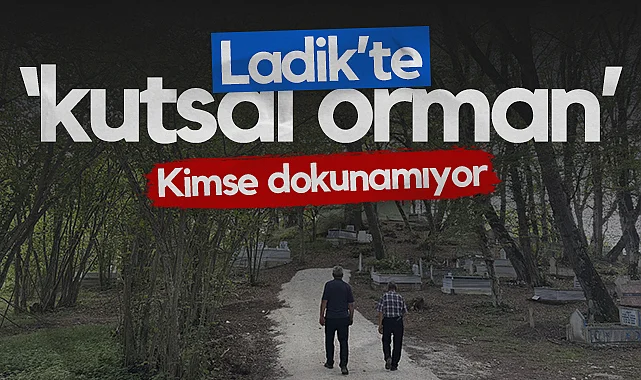 Ladik'te Kutsal Orman: Kimse Dokunamıyor