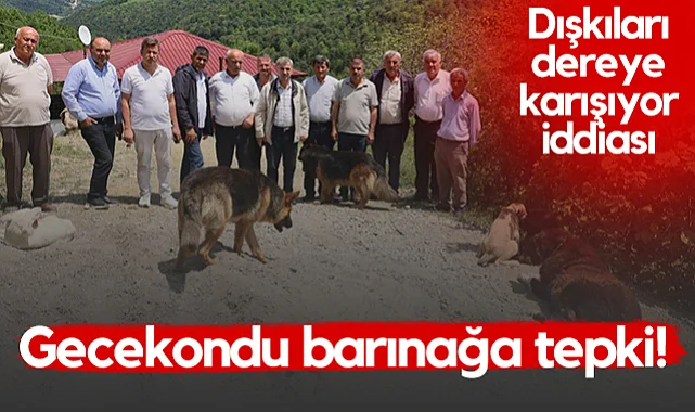 Samsun'da Gecekondu Barınağa Tepki! Dışkıları Dereye Karışıyor İddiası...