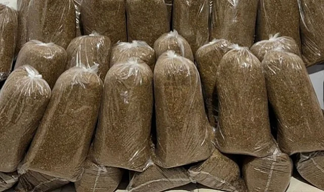 Samsun’da Kaçak Tütün Baskını: 125 Kilo Ele Geçirildi