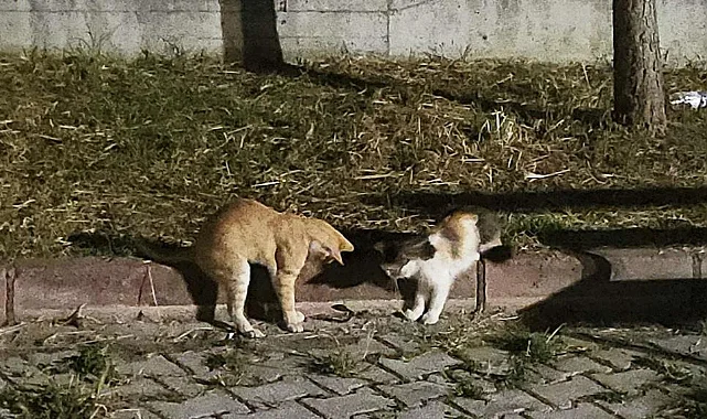 Samsun’da Kediler Zehirli Çıyanla Oynadı