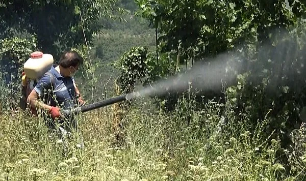 Samsun'da Kokarcaya Karşı Külle Savaş