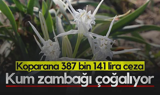 Samsun'da Kum Zambağı Çoğalıyor: Koparana 387 Bin 141 Lira Ceza