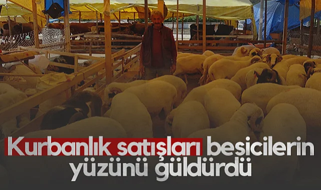 Samsun’da Kurbanlık Satışları Besicilerin Yüzünü Güldürdü