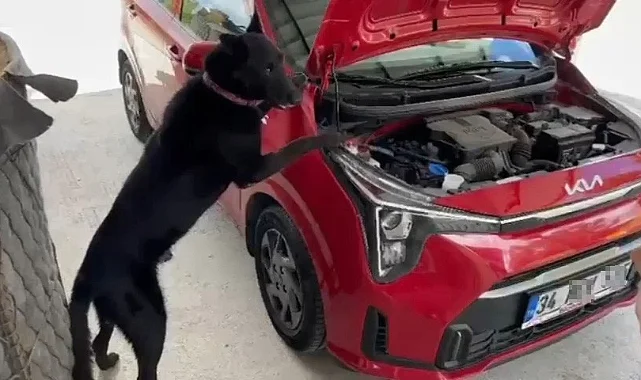 Samsun’da Narkotik Köpeği “Çakır” Motor Bölümünde Kokain Buldu!