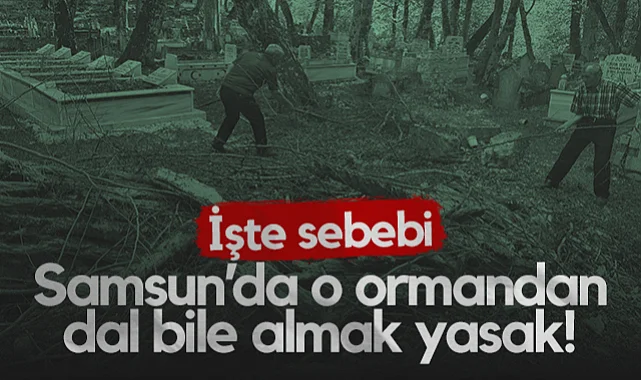 Samsun'da O Ormandan Dal Bile Almak Yasak! İşte Nedeni...