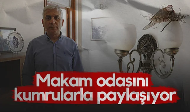 Samsun İl Kültür ve Turizm Müdür Yardımcısı İrfan Göz Makam Odasını Kumrularla Paylaşıyor