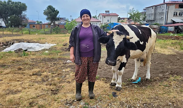 Samsunlu Çiftçi Üç Buzağıyla Başladı, 28 Hayvana Ulaştı