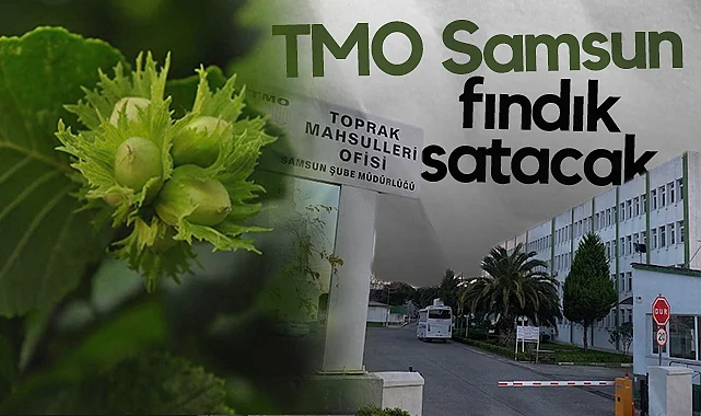 TMO Samsun Fndık Satacak