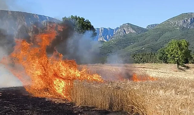 Vezirköprü’de Çıkan Yangında 11 Dönüm Buğday Ekili Alan Zarar Gördü