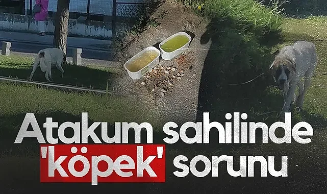 Atakum Sahilinde Köpek Sorunu: Halk Çözüm Bekliyor!