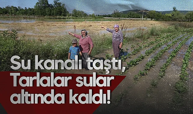 Bafra’da Su Kanalı Taştı, Tarlalar Sular Altında Kaldı! Ürünlerin Yüzde 90’ı Zarar Gördü