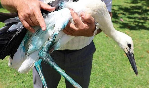 Bafra’da Yaralı Leyleğe İmamdan Şefkat Eli