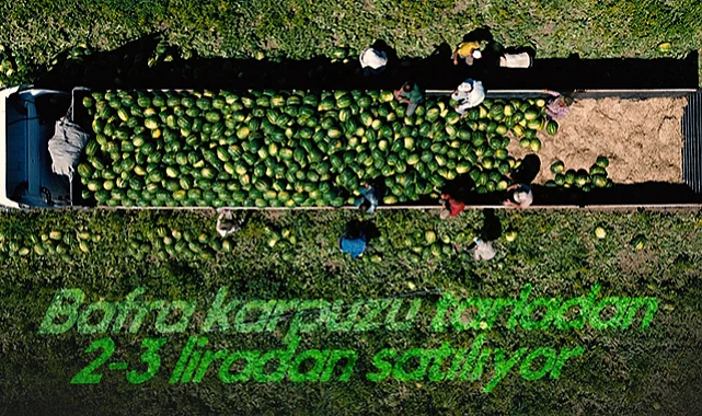 Bafra Karpuzu Tarladan 2-3 Liradan Satılıyor! Fiyatlar Artacak mı?