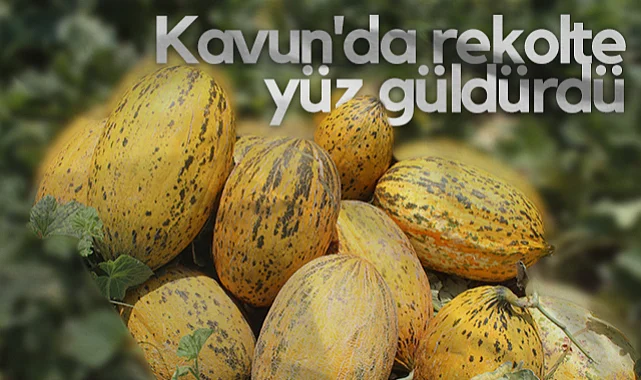 Bafra Ovası’nda Hasat Sürüyor, Rekolte Yüzleri Güldürüyor