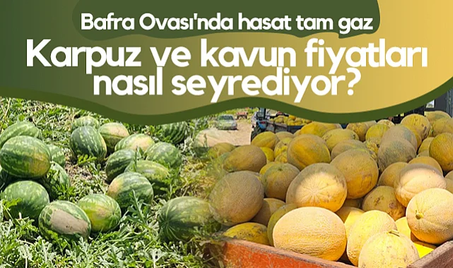 Bafra Ovası'nda Hasat Tam Gaz: Karpuz Ve Kavun Fiyatları Nasıl Seyrediyor?