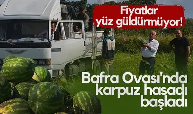 Bafra Ovası'nda Karpuz Hasadı Başladı: Fiyatlar Yüz Güldürmüyor!