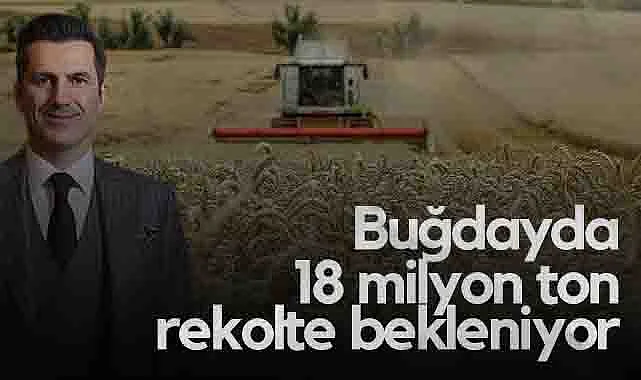 Buğdayda 18 Milyon Ton Rekolte Bekleniyor