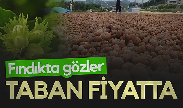 Çarşamba'da Fındık Hasadı Öncesi Gözler Taban Fiyatta 