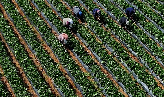 Çiftçiye 345 Milyon TL Destek Ödemesi Başladı