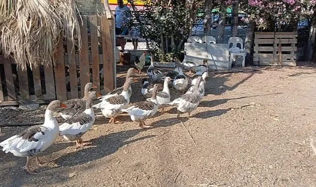 CİMER’e Şikayet Edilen Kazlara ‘Şartlı Tahliye’