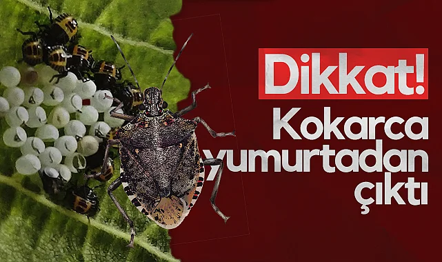 Dikkat! Kokarca Yumurtadan Çıktı