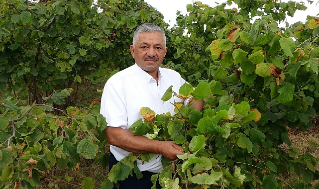 Ordu'da Fındıkta Büyük Kayıp! Zirai Don ve Zararlılar Rekolteyi Eritti