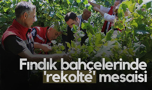 Samsun'da 2025 Fındık Rekolte Tahmin Çalışmaları Başladı