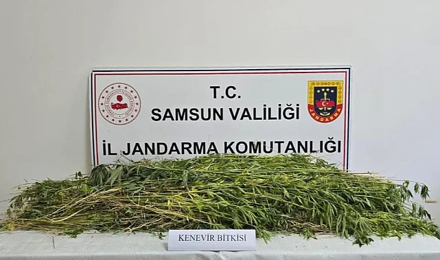 Samsun'da 5 Bin 608 Kök Kenevir Ele Geçirildi