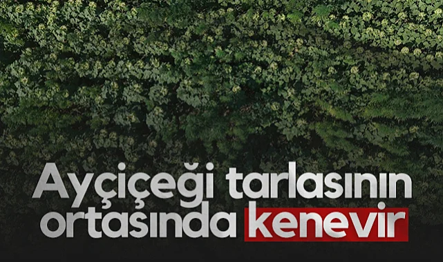 Samsun'da Ayçiçeği Tarlasına Ekilmiş 5 Bin Kök Kenevir Ele Geçirildi