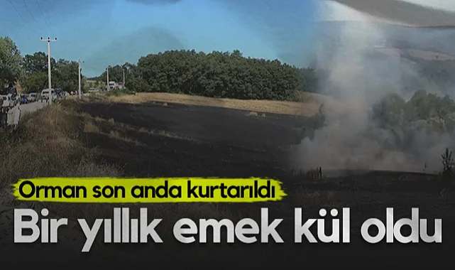 Samsun'da Buğday Tarlasında Çıkan Yangın Yürekleri Ağza Getirdi: Orman Son Anda Kurtarıldı