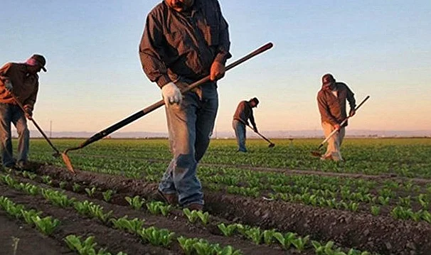 Samsun'da Çiftçinin Yüzü Gülecek: 9.7 Milyon TL'lik Destek