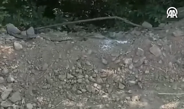 Samsun’da Eve Giren Yılan Paniğe Neden Oldu