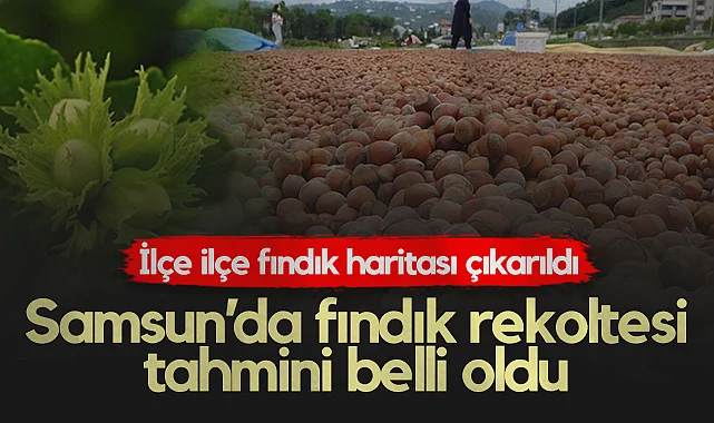 Samsun'da Fındık Rekoltesi Tahmini Belli Oldu: İşte İlçe İlçe Rekolte Haritası...