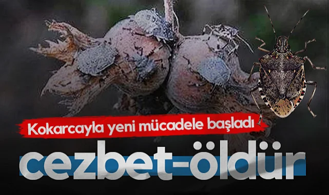 Samsun'da Kahverengi Kokarcayla Mücadelede Başladı: Cezbet-Öldür