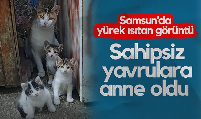 Samsun'da Yürek Isıtan Görüntü: Sahipsiz Yavrulara Anne Oldu 