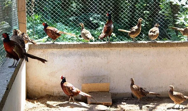 Samsun'dan Doğa Seferberliği: 3 Yılda 20 Bin Sülün, 146 Kızıl Geyik Doğaya Salındı!
