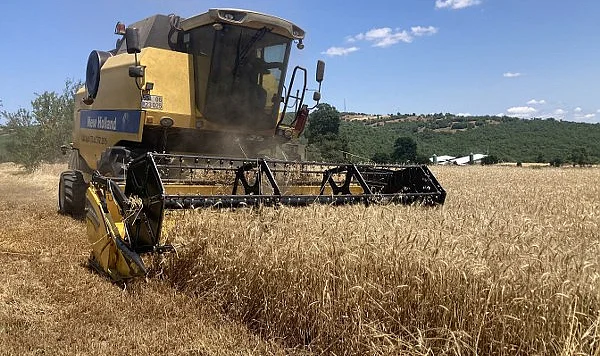 Samsun Kavak'ta Rekolte Sevinci: Çiftçinin Yüzü Güldü