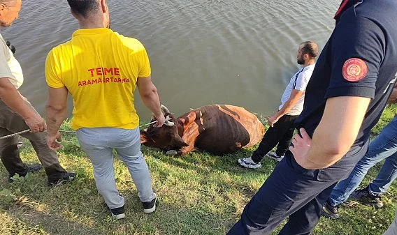 Samsun Terme'de Irmağa Düşen İnek Ekipler Tarafından Kurtarıldı