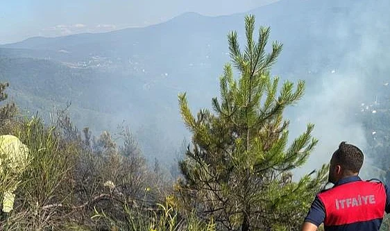 Sinop’ta Orman Yangını Korkuttu: Ekipler Kısa Sürede Müdahale Etti