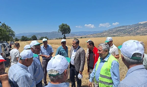 Vezirköprü’de Kanola Hasadı Başladı