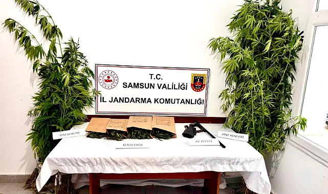 Ayvacık'ta Uyuşturucu Operasyonu: 51 Kök Kenevir Ele Geçirildi