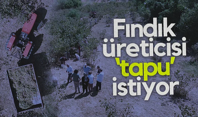 Bafra'da Fındıkta Tapusuz Arazi Sorunu: Üretici 2B Statüsü İstiyor
